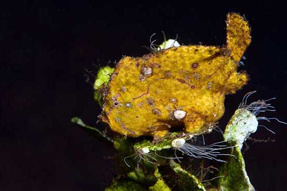 (Antennarius randalli)