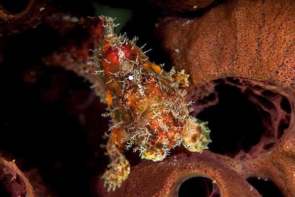 (Antennatus nummifer)