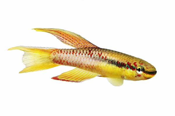 (Aphyosemion splendopleure)