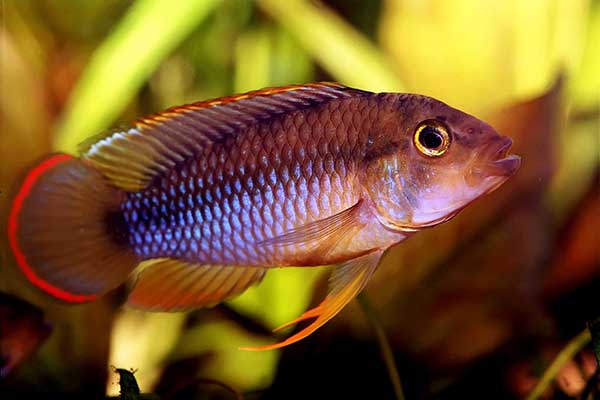 Pielęgniczka Nijssena (Apistogramma nijsseni)