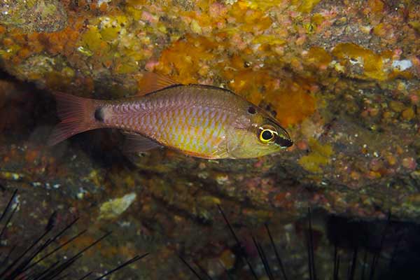 (Apogon notatus)