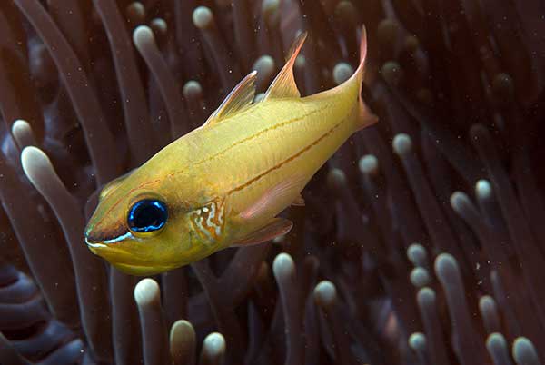 (Apogon sealei)