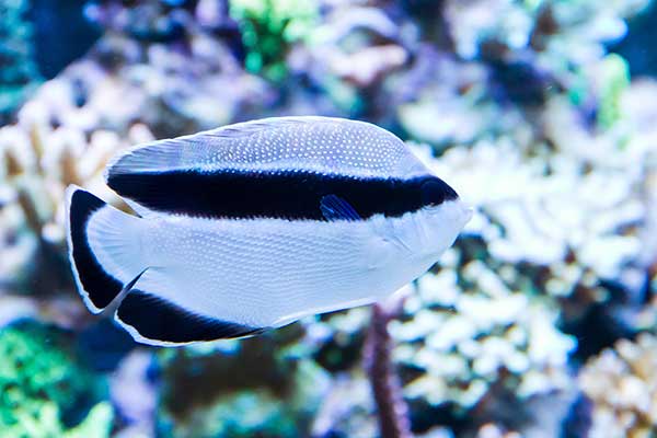 (Apolemichthys arcuatus)