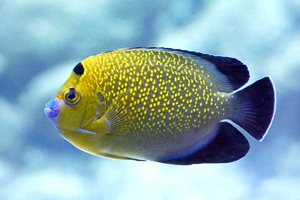 (Apolemichthys xanthopunctatus)