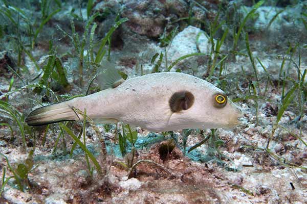 (Arothron immaculatus)