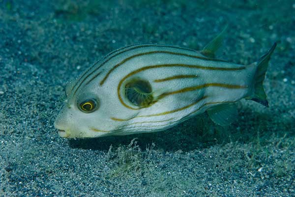 (Arothron manilensis)