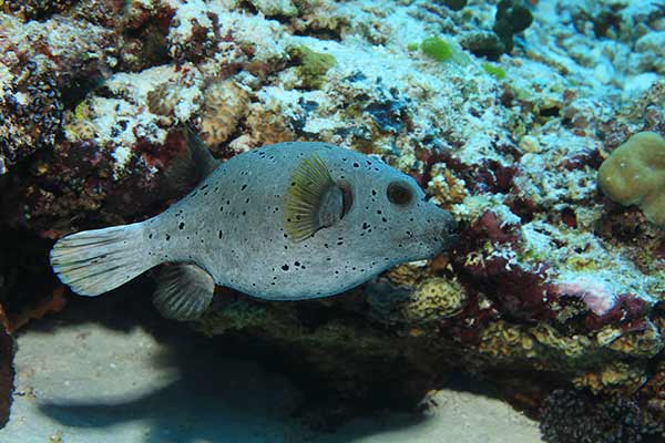 (Arothron nigropunctatus)