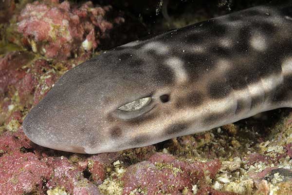 (Atelomycterus marmoratus)