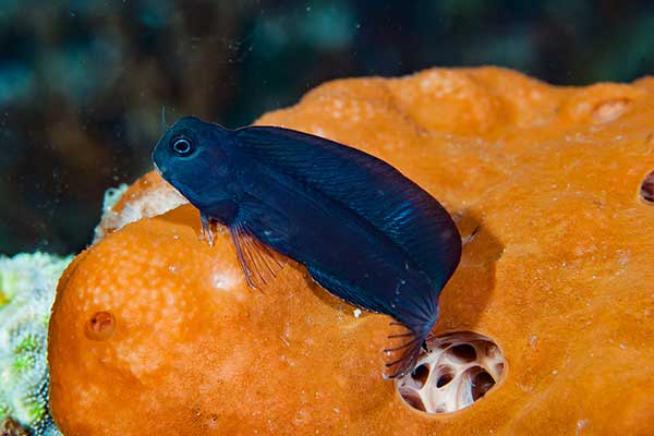 (Atrosalarias fuscus)