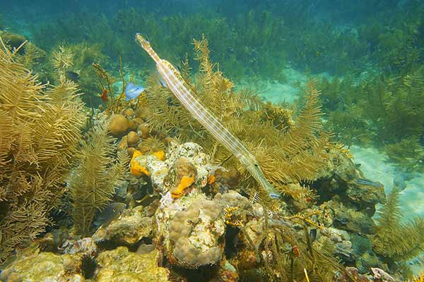 (Aulostomus maculatus)