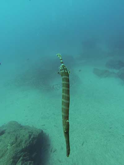 (Aulostomus strigosus)