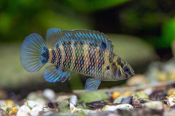 Badis błękitnopłetwy (Badis badis)