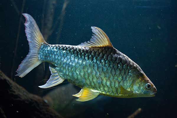 (Barbonymus gonionotus)
