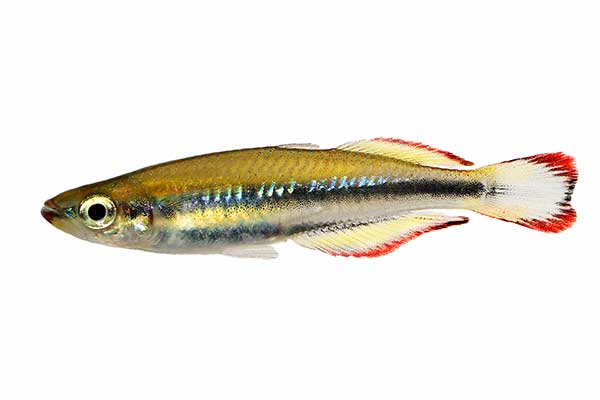 (Bedotia madagascariensis)