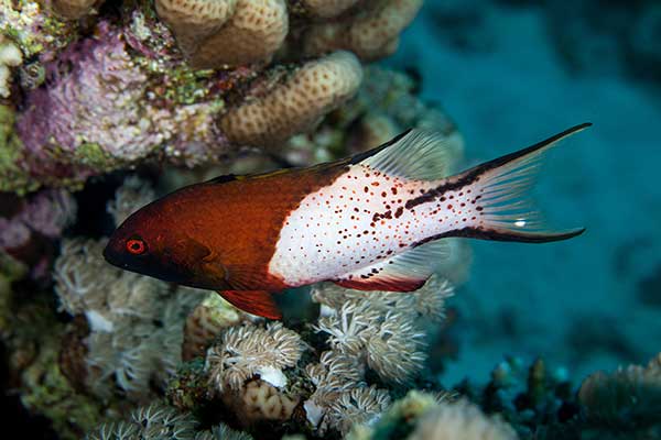  (Bodianus anthiodes)