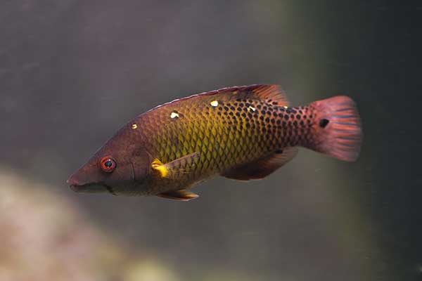  (Bodianus diana)