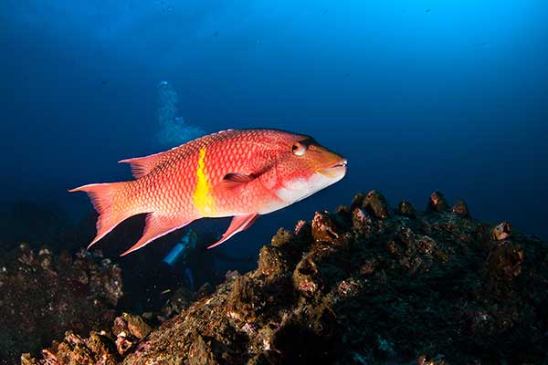 (Bodianus diplotaenia)