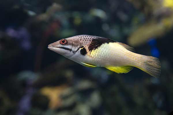 (Bodianus mesothorax)