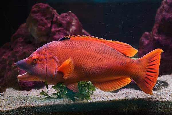 (Bodianus scrofa)