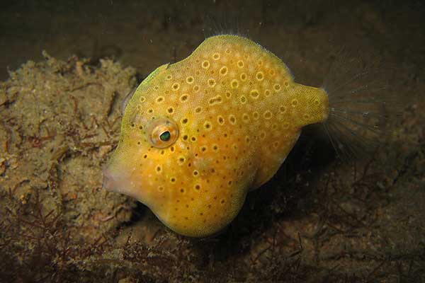 (Brachaluteres jacksonianus)