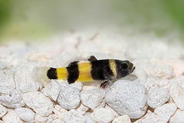 (Brachygobius doriae)