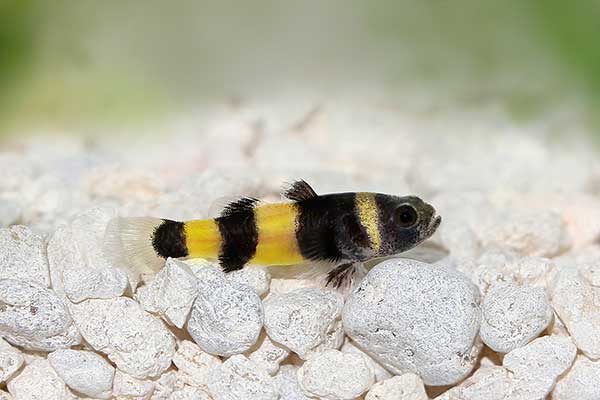  (Brachygobius doriae)