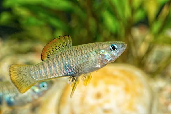 (Brachyrhaphis roseni)