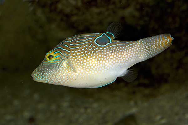 (Canthigaster compressa)