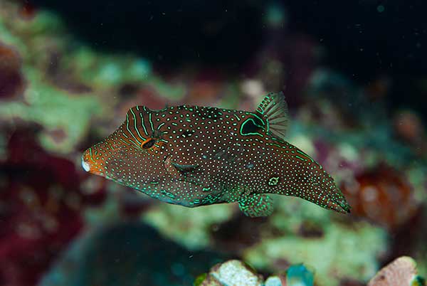(Canthigaster papua)