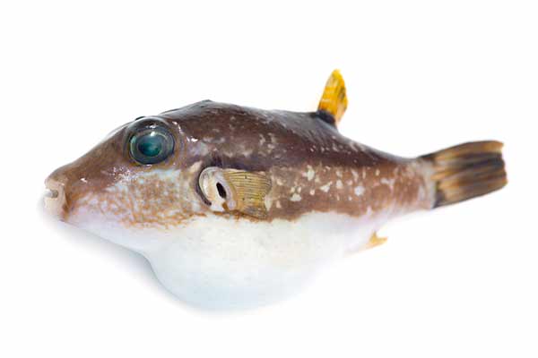 (Canthigaster rivulata)