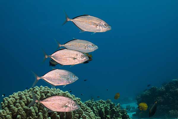 (Carangoides bajad)