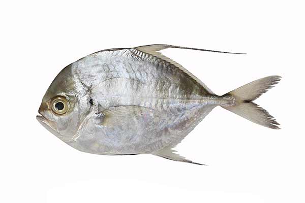 (Carangoides hedlandensis)