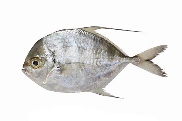  (Carangoides hedlandensis)