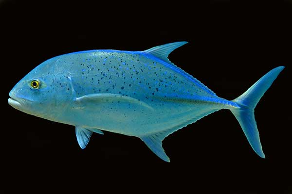 (Caranx melampygus)