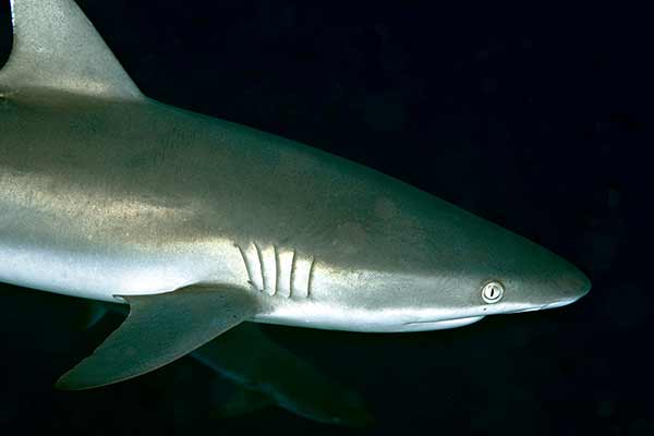(Carcharhinus amblyrhynchos)