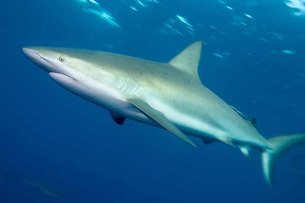 (Carcharhinus falciformis)