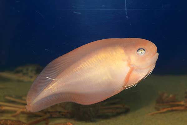 (Careproctus rastrinus)