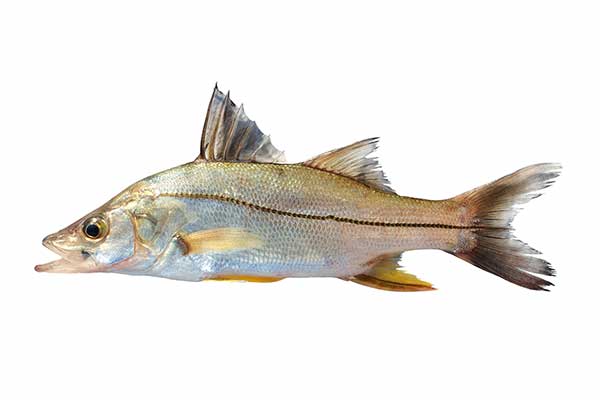 (Centropomus undecimalis)