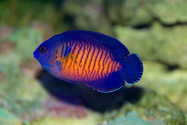 (Centropyge bispinosa)