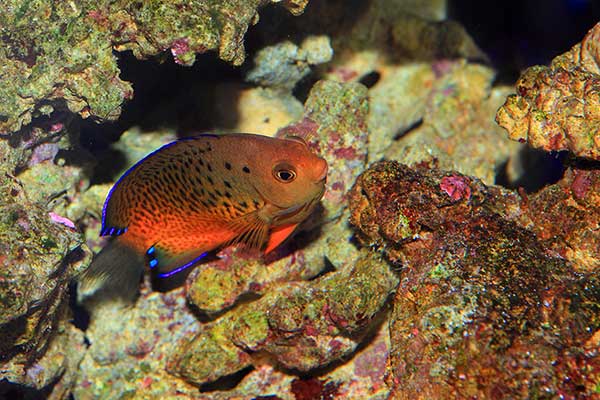 (Centropyge ferrugata)