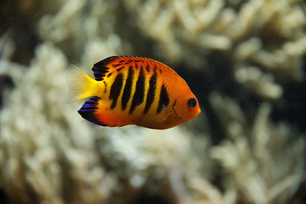 Cherubinek ognisty, cherubinek płomienny (Centropyge loricula)