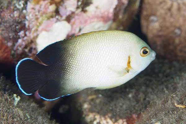 (Centropyge vrolikii)