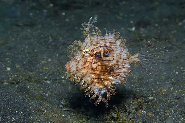 (Chaetodermis penicilligerus)
