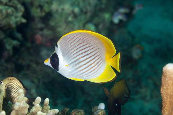 (Chaetodon adiergastos)