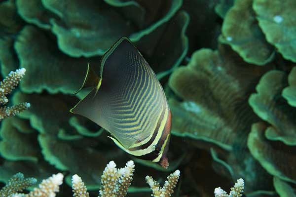 (Chaetodon baronessa)