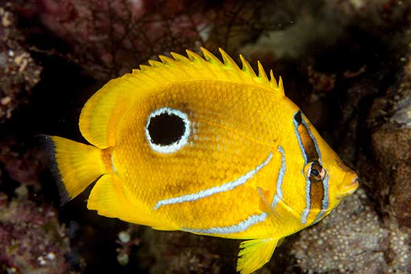 (Chaetodon bennetti)