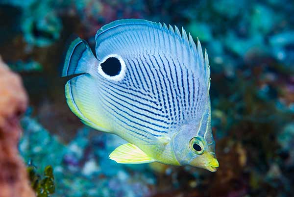 (Chaetodon capistratus)