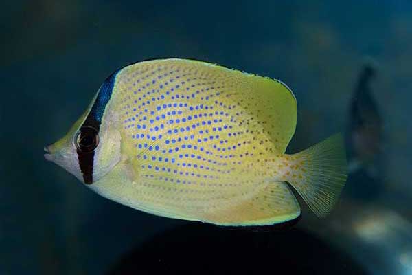  (Chaetodon citrinellus)