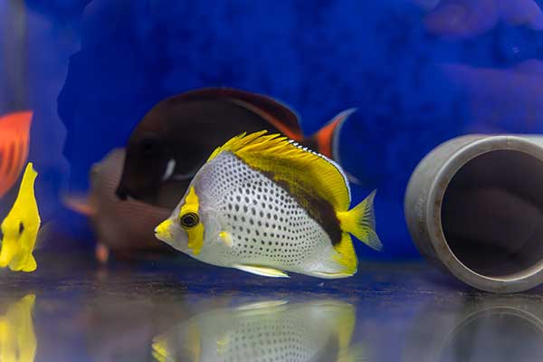 (Chaetodon declivis)