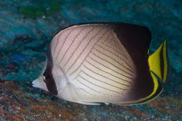 (Chaetodon decussatus)
